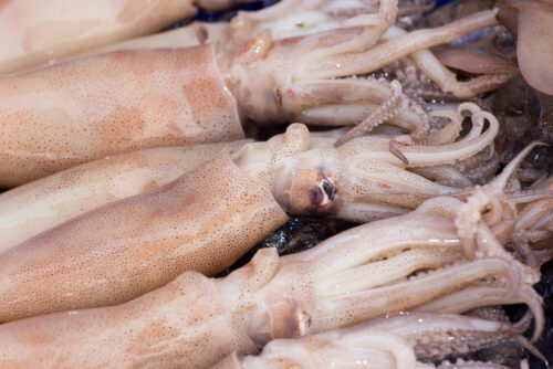 Преимущества употребления в пищу свежемороженых кальмаров