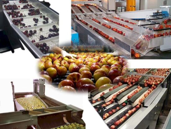Как выбрать правильное оборудование для переработки и упаковки овощей и фруктов